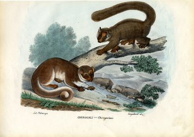 Zwerglemur von Raimundo Petraroja